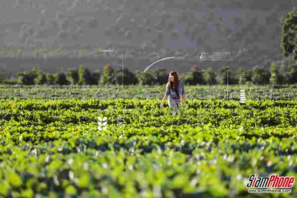 โครงการ 'AI for Earth' จากไมโครซอฟท์ ดึงศักยภาพจาก AI มาร่วมอนุรักษ์ธรรมชาติอย่างยั่งยืน